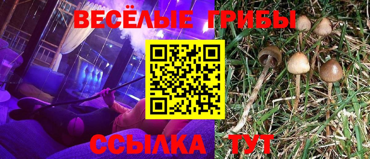 Псилоцибиновые грибы Psilocybe  Вход с VPN  Борисоглебск 